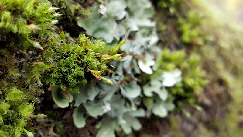 Ulota calvescens - © Barry Stewart