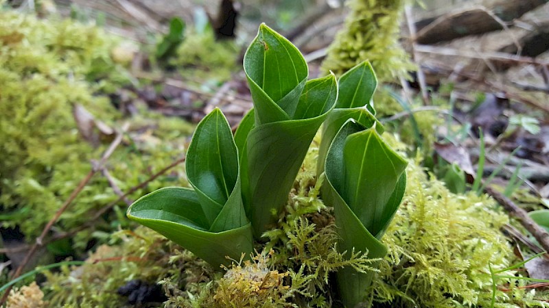 Neottia ovata - © Barry Stewart