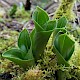 Neottia ovata