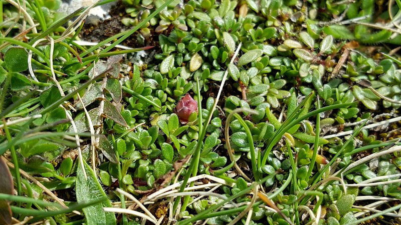 Thymus polytrichus - © Barry Stewart