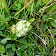 Cerastium diffusum