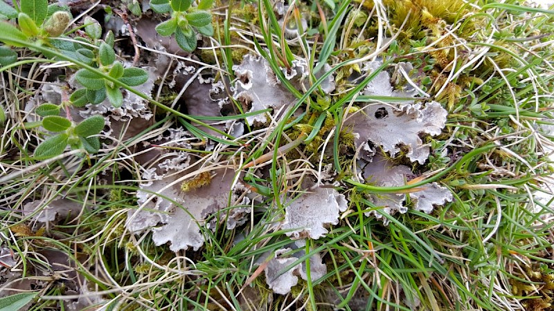 Peltigera canina - © Barry Stewart