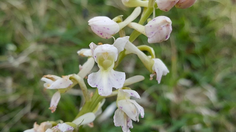 Orchis mascula - © Barry Stewart