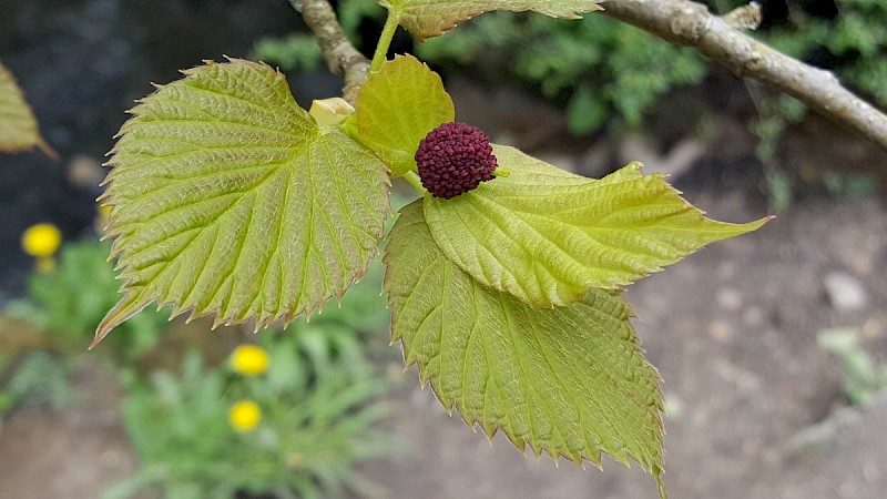 Davidia involucrata - © Barry Stewart