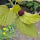 Davidia involucrata