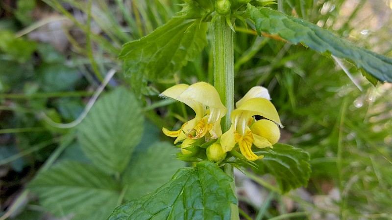 Lamiastrum galeobdolon subsp. montanum - © Barry Stewart