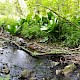 Lysichiton americanus