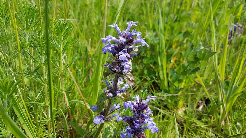 Ajuga reptans - © Barry Stewart