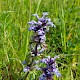 Ajuga reptans