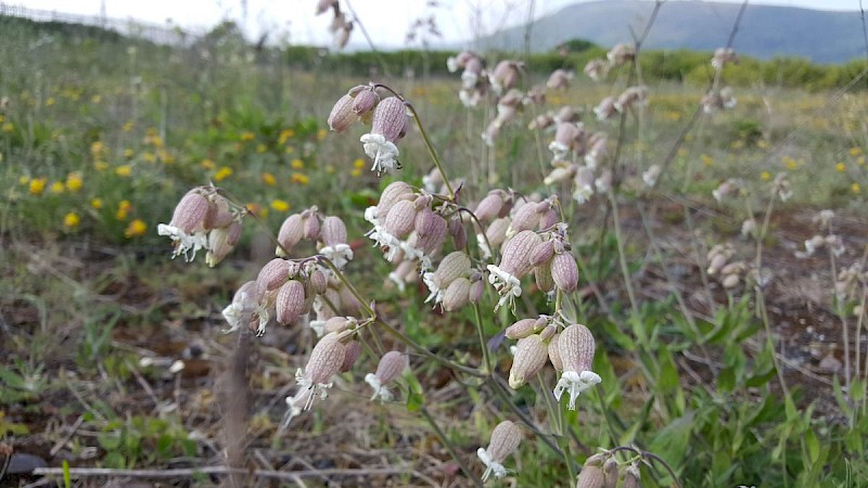 Silene vulgaris - © Barry Stewart