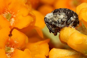 Buddleja globosa Orange-ball-tree