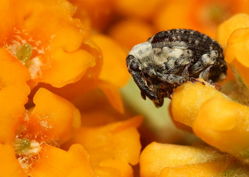 Buddleja globosa - © Barry Stewart