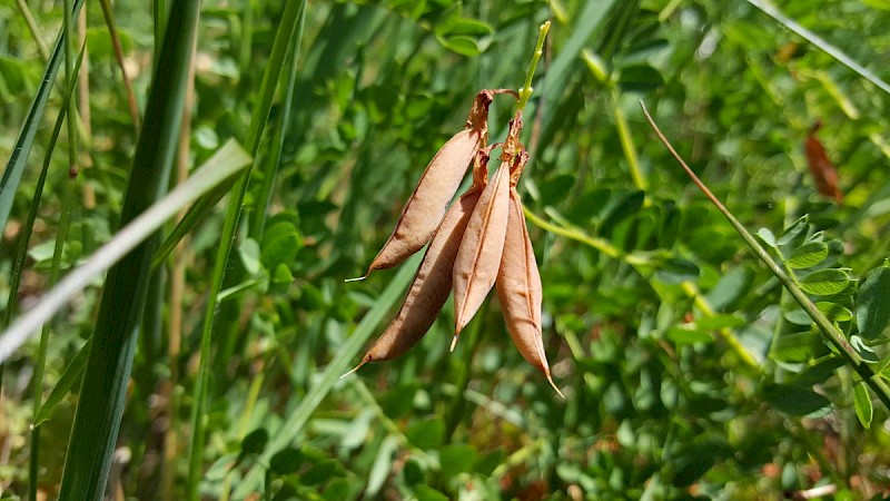 Vicia orobus - © Barry Stewart