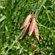 Vicia orobus