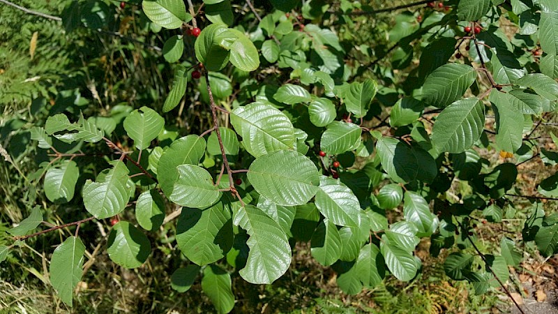 Frangula alnus - © Barry Stewart