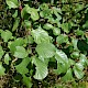 Frangula alnus