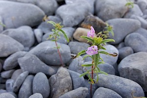 Galeopsis angustifolia Red Hemp-nettle