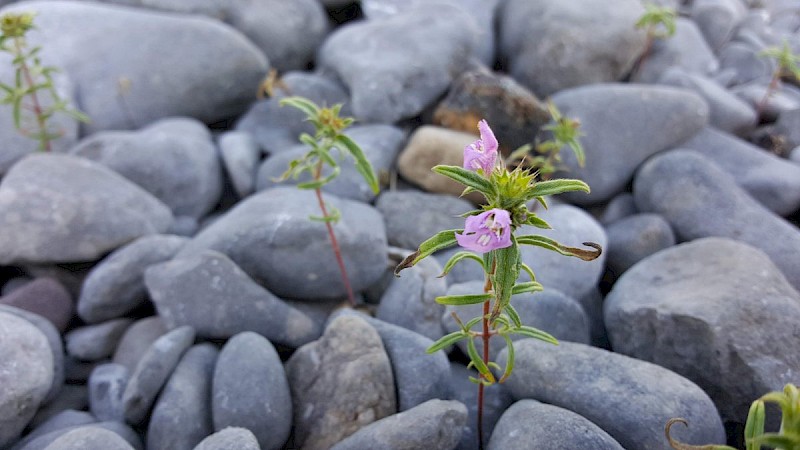 Galeopsis angustifolia - © Barry Stewart