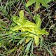 Pinguicula vulgaris