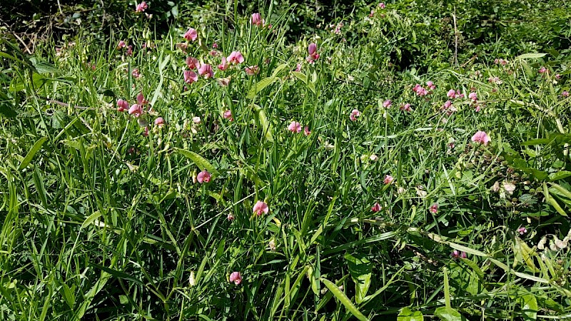 Lathyrus sylvestris - © Barry Stewart