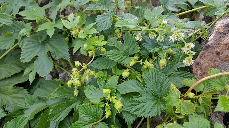 Humulus lupulus - © Barry Stewart