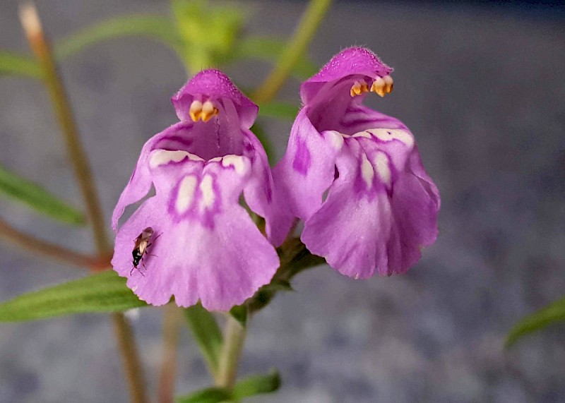 Galeopsis angustifolia - © Barry Stewart