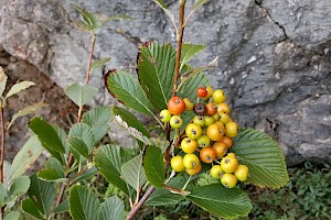 Sorbus porrigentiformis Grey-leaved Whitebeam