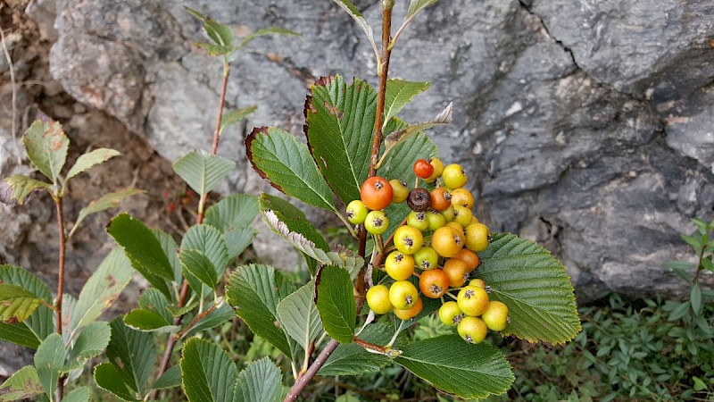 Sorbus porrigentiformis - © Barry Stewart