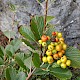 Sorbus porrigentiformis