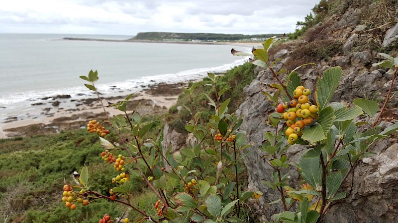 Sorbus porrigentiformis - © Barry Stewart