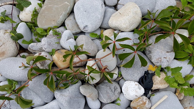 Parthenocissus inserta - © Barry Stewart