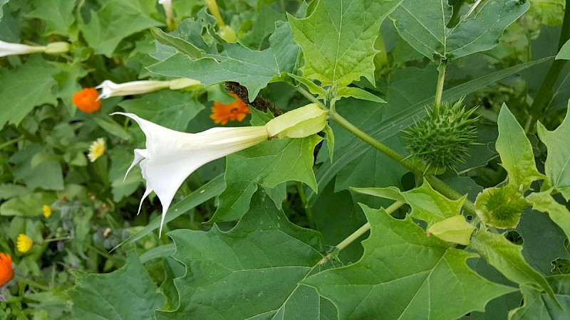 Datura stramonium - © Barry Stewart