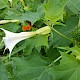 Datura stramonium