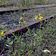 Senecio inaequidens