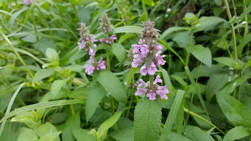 Stachys palustris - © Barry Stewart