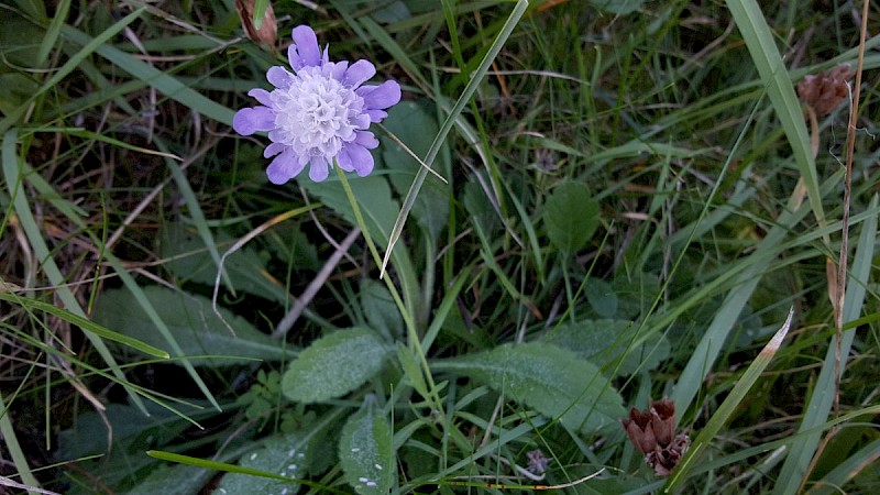 Scabiosa columbaria - © Barry Stewart