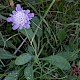 Scabiosa columbaria