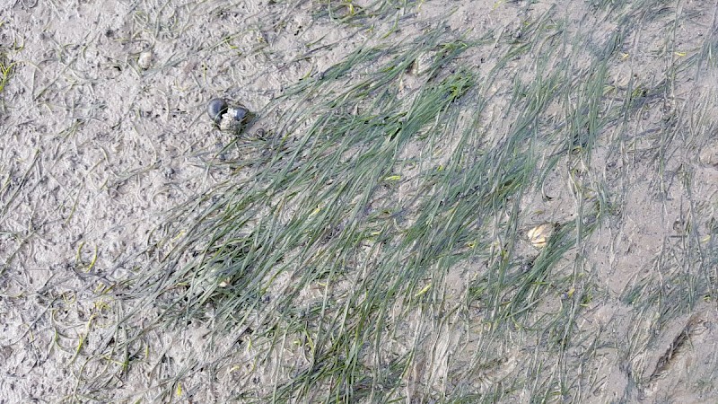 Zostera noltei - © Barry Stewart