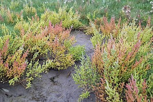 Salicornia fragilis Yellow Glasswort