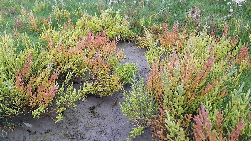 Salicornia fragilis - © Barry Stewart