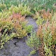 Salicornia fragilis