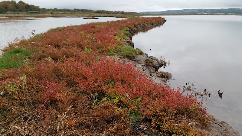 Salicornia ramosissima - © Barry Stewart