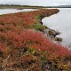 Salicornia ramosissima