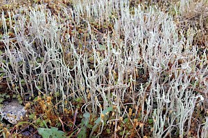 Cladonia glauca Glaucous Cladonia