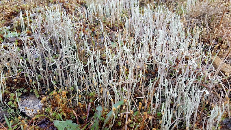 Cladonia glauca - © Barry Stewart