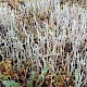 Cladonia glauca