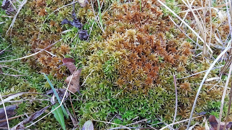 Sphagnum teres - © Barry Stewart