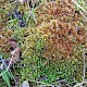 Sphagnum teres