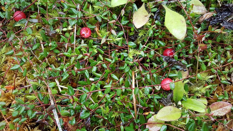 Vaccinium oxycoccos - © Barry Stewart