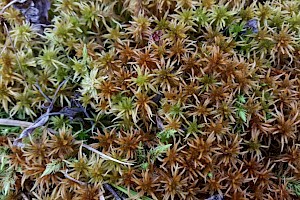 Sphagnum teres Rigid Bog-moss